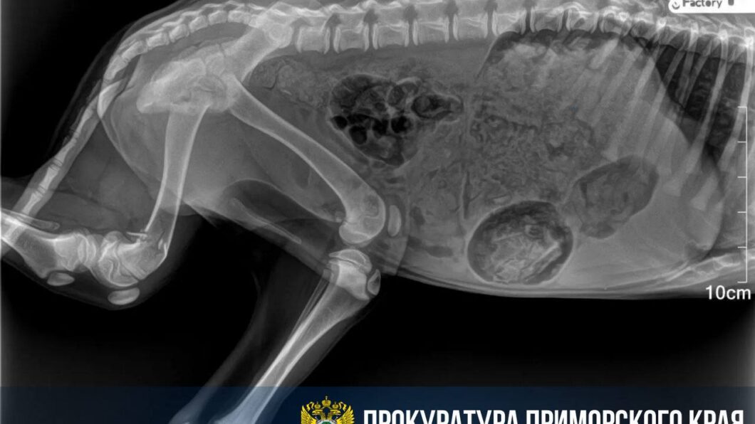 рентген собаки