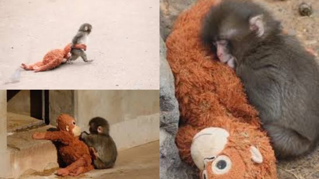 макака Панч из японского зоопарка