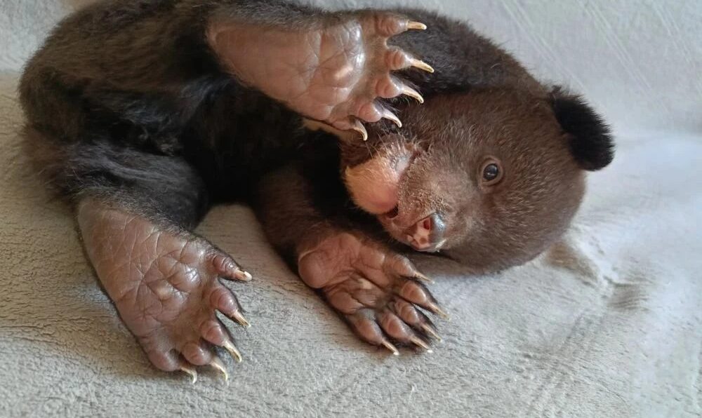 медвежонок